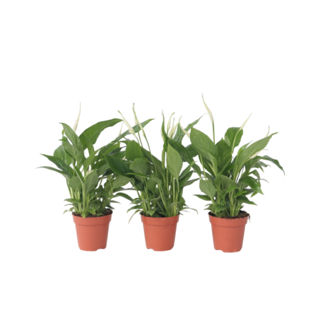 Lepelplant - Set van 3 - Spathiphyllum 'Torelli' - Hoogte 30-45cm - ⌀12cm