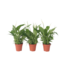 Lepelplant - Set van 3 - Spathiphyllum 'Torelli' - Hoogte 30-45cm - ⌀12cm