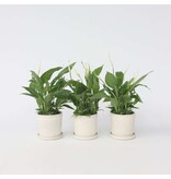 Lepelplant - Set van 3 - Spathiphyllum 'Torelli' - Hoogte 30-45cm - ⌀12cm
