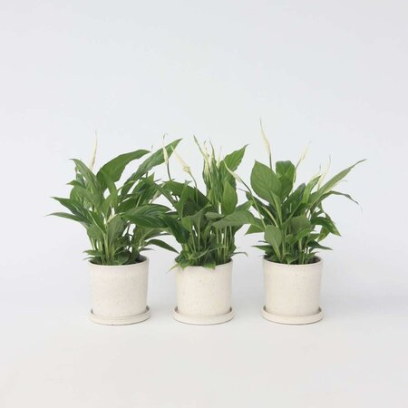 Lepelplant - Set van 3 - Spathiphyllum 'Torelli' - Hoogte 30-45cm - ⌀12cm