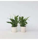 Lepelplant - Set van 2 - Spathiphyllum 'Torelli' - Hoogte 30-45cm - ⌀12cm