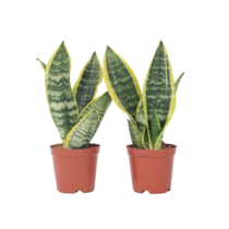 Vrouwentong - Set van 2 - Sansevieria 'Futura Superba' - Hoogte 35-40cm - ⌀12cm