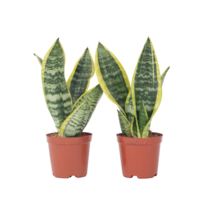 Vrouwentong - Set van 2 - Sansevieria 'Futura Superba' - Hoogte 35-40cm - ⌀12cm