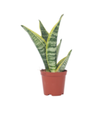 Vrouwentong - Sanseviera 'Futura Superba' - Hoogte 35-40cm - ⌀12cm