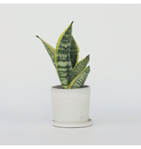 Vrouwentong - Sanseviera 'Futura Superba' - Hoogte 35-40cm - ⌀12cm