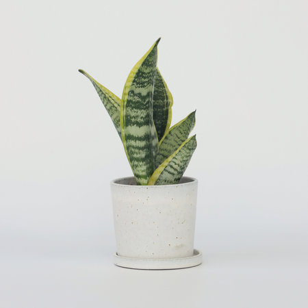 Vrouwentong - Sanseviera 'Futura Superba' - Hoogte 35-40cm - ⌀12cm