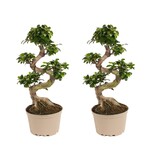 Chinese vijg - Set van 2 - Ficus microcarpa 'ginseng' - Hoogte 60-70cm - ⌀22cm