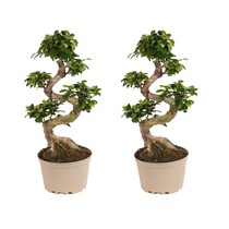 Chinese vijg - Set van 2 - Ficus microcarpa 'ginseng' - Hoogte 60-70cm - ⌀22cm