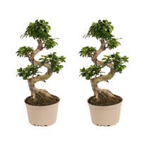 Chinese vijg - Set van 2 - Ficus microcarpa 'ginseng' - Hoogte 60-70cm - ⌀22cm
