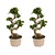 Chinese vijg - Set van 2 - Ficus microcarpa 'ginseng' - Hoogte 60-70cm - ⌀22cm