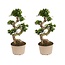 Chinese vijg - Set van 2 - Ficus microcarpa 'ginseng' - Hoogte 60-70cm - ⌀22cm