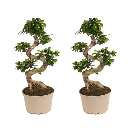Chinese vijg - Set van 2 - Ficus microcarpa 'ginseng' - Hoogte 60-70cm - ⌀22cm