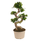 Chinese vijg - Ficus microcarpa 'ginseng' - Hoogte 60-70cm - ⌀22cm