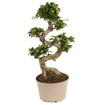 Chinese vijg - Ficus microcarpa 'ginseng' - Hoogte 60-70cm - ⌀22cm