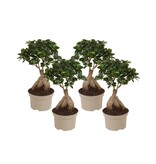 Chinese vijg - Set van 4 - Ficus microcarpa - Hoogte 35-40cm - ⌀15cm