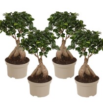 Chinese vijg - Set van 4 - Ficus microcarpa - Hoogte 35-40cm - ⌀15cm