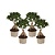 Chinese vijg - Set van 4 - Ficus microcarpa - Hoogte 35-40cm - ⌀15cm