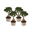 Chinese vijg - Set van 4 - Ficus microcarpa - Hoogte 35-40cm - ⌀15cm