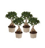 Chinese vijg - Set van 4 - Ficus microcarpa - Hoogte 35-40cm - ⌀15cm