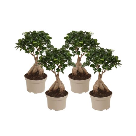 Chinese vijg - Set van 4 - Ficus microcarpa - Hoogte 35-40cm - ⌀15cm