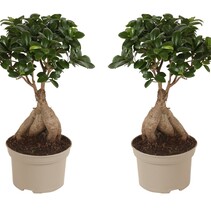 Chinese vijg - Set van 2 - Ficus microcarpa - Hoogte 35-40cm - ⌀15cm