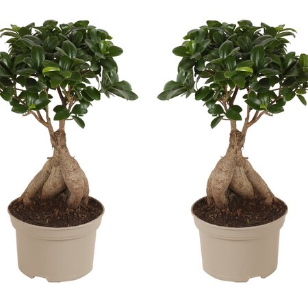 Chinese vijg - Set van 2 - Ficus microcarpa - Hoogte 35-40cm - ⌀15cm