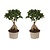 Chinese vijg - Set van 2 - Ficus microcarpa - Hoogte 35-40cm - ⌀15cm