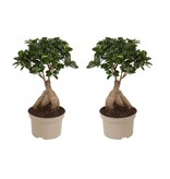 Chinese vijg - Set van 2 - Ficus microcarpa - Hoogte 35-40cm - ⌀15cm