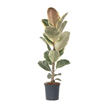 Rubberplant - Ficus Elastica 'Tineke' - Hoogte 75-100cm - ⌀24cm