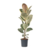 Rubberplant - Ficus Elastica 'Tineke' - Hoogte 75-100cm - ⌀24cm