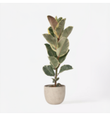 Rubberplant - Ficus Elastica 'Tineke' - Hoogte 75-100cm - ⌀24cm