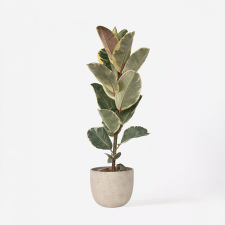 Rubberplant - Ficus Elastica 'Tineke' - Hoogte 75-100cm - ⌀24cm