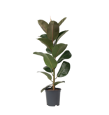 Rubberplant - Ficus Elastica 'Robusta' - Hoogte 75-100cm - ⌀24cm