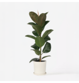 Rubberplant - Ficus Elastica 'Robusta' - Hoogte 75-100cm - ⌀24cm
