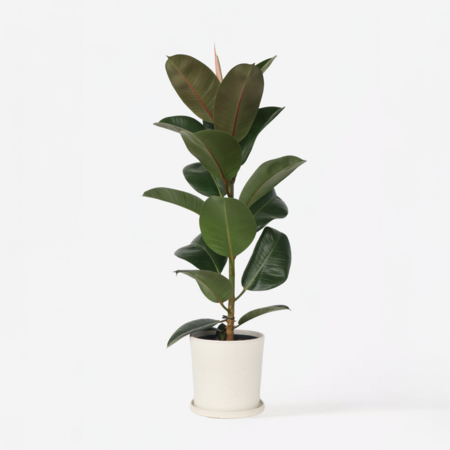 Rubberplant - Ficus Elastica 'Robusta' - Hoogte 75-100cm - ⌀24cm