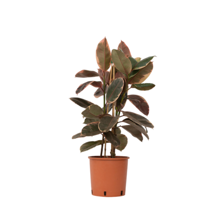 Rubberplant - Ficus Elastica 'Belize' - Hoogte 75-100cm - ⌀24cm