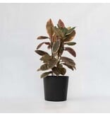 Rubberplant - Ficus Elastica 'Belize' - Hoogte 75-100cm - ⌀24cm