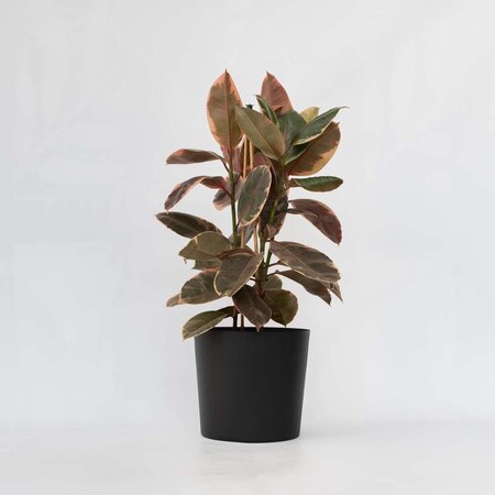 Rubberplant - Ficus Elastica 'Belize' - Hoogte 75-100cm - ⌀24cm