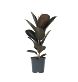 Rubberplant - Ficus Elastica 'Abidjan' - Hoogte 75-100cm - ⌀24cm