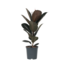 Rubberplant - Ficus Elastica 'Abidjan' - Hoogte 75-100cm - ⌀24cm