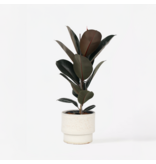 Rubberplant - Ficus Elastica 'Abidjan' - Hoogte 75-100cm - ⌀24cm