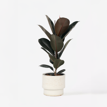 Rubberplant - Ficus Elastica 'Abidjan' - Hoogte 75-100cm - ⌀24cm