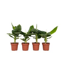 Bananenplant - Set van 4 - Musa 'Oriental Dwarf' - Hoogte 25-40cm - ⌀12cm