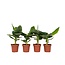 Bananenplant - Set van 4 - Musa 'Oriental Dwarf' - Hoogte 25-40cm - ⌀12cm