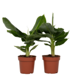 Bananenplant - Set van 2 - Musa 'Oriental Dwarf' - Hoogte 25-40cm - ⌀12cm