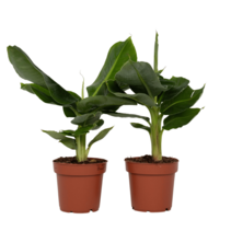 Bananenplant - Set van 2 - Musa 'Oriental Dwarf' - Hoogte 25-40cm - ⌀12cm