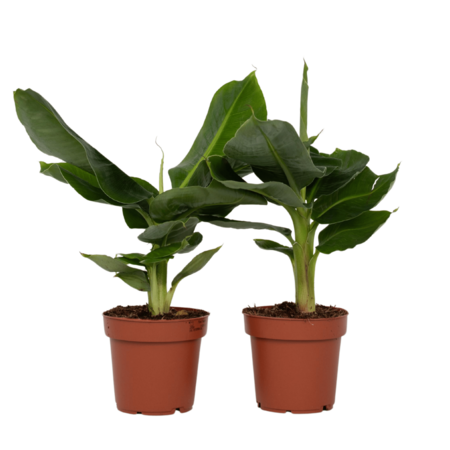 Bananenplant - Set van 2 - Musa 'Oriental Dwarf' - Hoogte 25-40cm - ⌀12cm
