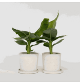 Bananenplant - Set van 2 - Musa 'Oriental Dwarf' - Hoogte 25-40cm - ⌀12cm