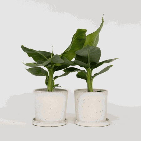 Bananenplant - Set van 2 - Musa 'Oriental Dwarf' - Hoogte 25-40cm - ⌀12cm