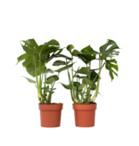 Gatenplant - Set van 2 - Monstera deliciosa - Hoogte 70-80cm - ⌀21cm